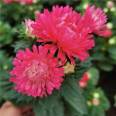 Planting base for potted small seedlings of green chrysanthemum, with various flower colors and seasonal flowers in the head