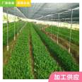 Thin film solar greenhouse, double film framework, Tongfeng Jianye multi-span vegetable greenhouse framework, hot-dip galvanized greenhouse factory