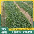 Snow White Strawberry Seedlings Potted Wholesale Use Strength Factory Survival Rate High Lufeng