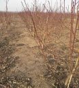 The grafting varieties of peach seedlings and mountain peach seedlings occupy land and are supplied by agricultural manufacturers in Dawangyun