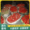 Picking of Red Strawberry Seedlings in Greenhouse Using Source Factory with Pots and Soil for Lufeng Horticulture