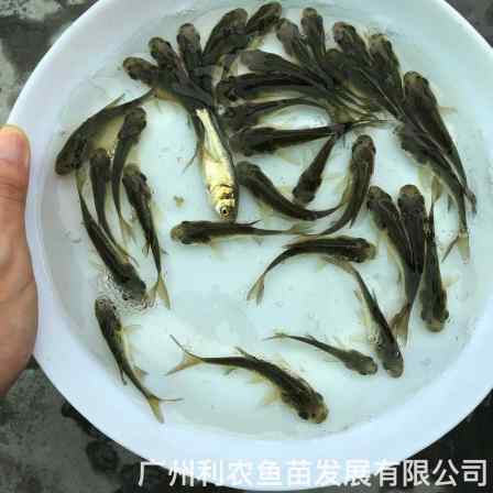 Wholesale of fingerling of bighead fish and sale of fingerling of silver carp the four famous domestic fishes breeding base