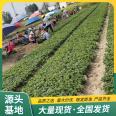 Zhang Ji's Strawberry Seedlings for Sightseeing Agriculture Picking Use Developed Roots LF573 Lufeng Horticulture