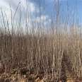 Homegrown hawthorn seedlings are prone to survival in stock due to improper planting. The root system is good for two years, and new seedlings are suitable for fruiting