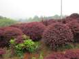 Provide 1 meter crown of purple leaf berberis engineering park community greening Snory seedlings