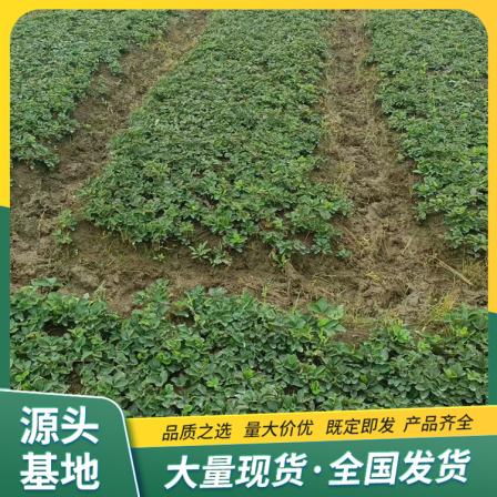Mingbao Strawberry Seedling and Fruit Seedling Base Cultivation and Use Source Factory Results of the Year Lu Feng