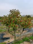 Gold Agate: A New Variety of North American Holly, Yizhi Duxiu, Source of Origin, Two Years of Fruits