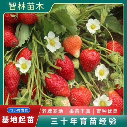 Milk Strawberry Seedlings, Large Fruit Shape, High Yield, Bright Color, Wholesale, Greenhouse Planting, Intelligent Forest Seedling Planting in Bases