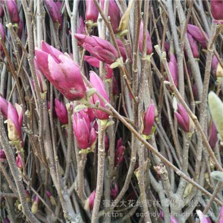 Free consultation on direct delivery of purple magnolia seedlings from the base. If the quantity of purple magnolia trees is small, express delivery is available