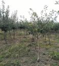 Hawthorn seedlings, big golden stars, sweet red fruits, self flowering, fruiting, prosperous transportation, agricultural courtyard planting, and harvesting in the same year