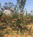 Domestic late maturing apple seedlings with large national light and small national light, suitable for sour and sweet storage, and delicious taste