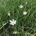 Scallion seedlings, large seedlings, various specifications, white pink petals, Snory flowers, direct supply