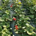 Xinzhong Seedlings Sell Cream Strawberry Seedlings, Fruit Sweetness, High Hardness, Good Transportation Tolerance, Red Strawberry Seedling Base