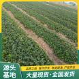 Cultivation and Use of Jingxiang Strawberry Seedling and Fruit Seedling Base Results of the Year LF776 Lufeng Horticulture