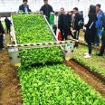 Small leafy vegetable harvester, Zhongnong Heavy Industry Intelligent New Large Area Harvesting Equipment