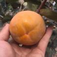 Sweet persimmon tree fruit, big and crispy, sweet Yangfengzi seedling variety, pure and new Chinese seedling