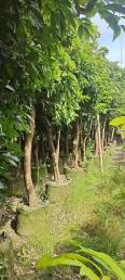 Longan Tree Base Planting Evergreen All Seasons to Supply Various Fruit Tree Seedlings