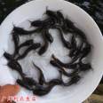 Wholesale of Egyptian pond lice and fish fry, leather bearded catfish fry, easy to raise, durable, and fast to grow