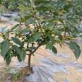 2cm North American holly with well-developed root system, easy to survive, long fruiting time, new and medium-sized seedlings