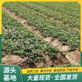 Snow White Strawberry Seedling Sightseeing Agriculture Picking with Pot and Soil LF1255 Lufeng