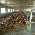 Fude chicken manure leakage board, one meter for broiler chicken breeding, plastic manure leakage floor for poultry