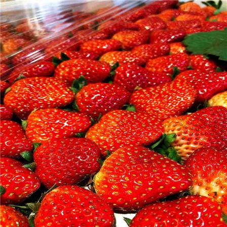 Saiva strawberry seedlings mainly have medium to short fruiting branches, with stable yield. The purple red flesh is hard, crispy, and sweet