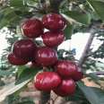 Own cultivation of Meizao cherry seedlings with dwarfing roots, two years of fruiting, and new seedlings in China