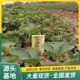 Spring Fragrant Strawberry Seedlings Tourism Agriculture Picking and Utilization Strength Base Flower Bud Differentiation Zaolufeng Horticulture