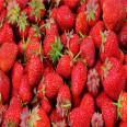 Angel strawberry seedlings are resistant to cold and drought, and are not prone to cracking. Planting and video technology submission materials