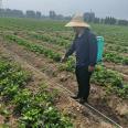 Cultivating Red Strawberry Seedlings at Lufeng Seedling Base and Performing Sterilization Treatment After Rain