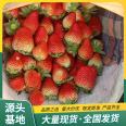 Cultivation of Zhangji Strawberry Seedling and Fruit Seedling Base Using Watering and Sterilization LF106 Lufeng Horticulture