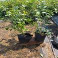 Yunque Blueberry Seedling Base Sells Early Mature Big Fruits and Vigorous Growth of New and Medium Sized Seedlings