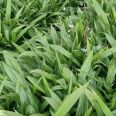 Direct supply of Shaoyang Bletilla seedlings from the production area for free management Planting technology Welcome to call for consultation