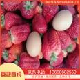 Strawberry seedling planting base is currently being excavated and sold. Yuexiu New Variety Moisturizing Delivery with Developed Root System