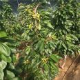 3cm cherry tree, 2cm Loyali cherry seedlings, dwarf new variety, new medium seedlings