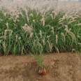 Potted seedlings with strong adaptability to environmental conditions in the Dabuni Pennisetum base, ornamental grass