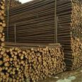 Green poles supply, landscaping and greening engineering, Chinese fir poles, Chinese fir pile base, direct sales