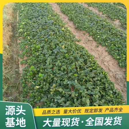 Rifeng Strawberry Seedling and Fruit Seedling Base Cultivation and Utilization Source Manufacturer Base Qimiao Lufeng
