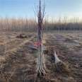 Homegrown hawthorn seedlings are prone to survival in stock due to improper planting. The root system is good for two years, and new seedlings are suitable for fruiting