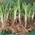 Wholesale of Hemerocallis flowers and seedlings in the base meets the purchase quantity requirements, and direct delivery by dedicated train nationwide