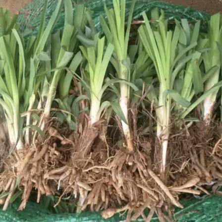 Wholesale of Hemerocallis flowers and seedlings in the base meets the purchase quantity requirements, and direct delivery by dedicated train nationwide