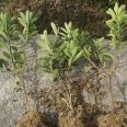 Wholesale of Rhododendron Seedling Planting Base and Rhododendron Seedling Wholesale Base