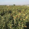 Wholesale planting of Jiefangzhong loquat seedlings in the production area, with low and controllable cost, can be planted in barren mountains and farmland