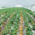 The galvanized framework of the greenhouse supports the fixed size fruit and vegetable planting shed, and the insulation effect is good