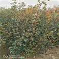 0.8cm thick grafted hawthorn seedlings, high-quality fruit seedlings grow quickly and well, new and medium-sized seedlings