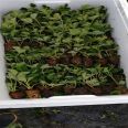 Xinzhong Seedlings Sell Cream Strawberry Seedlings, Fruit Sweetness, High Hardness, Good Transportation Tolerance, Red Strawberry Seedling Base