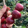 Cherry Tree Planting in Picking Garden: New Varieties of Rosamine Cherry Seedlings, New Middle Seedlings