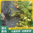 Snow White strawberry seedling and fruit seedling base cultivates and uses the same year's results LF226 Lufeng