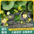 Spring Fragrant Strawberry Seedling Picking in Greenhouse with Strength Base, Pot and Soil, Lufeng Horticulture