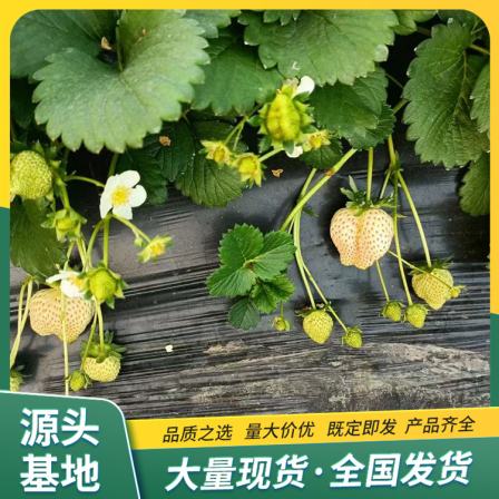 Spring Fragrant Strawberry Seedling Picking in Greenhouse with Strength Base, Pot and Soil, Lufeng Horticulture